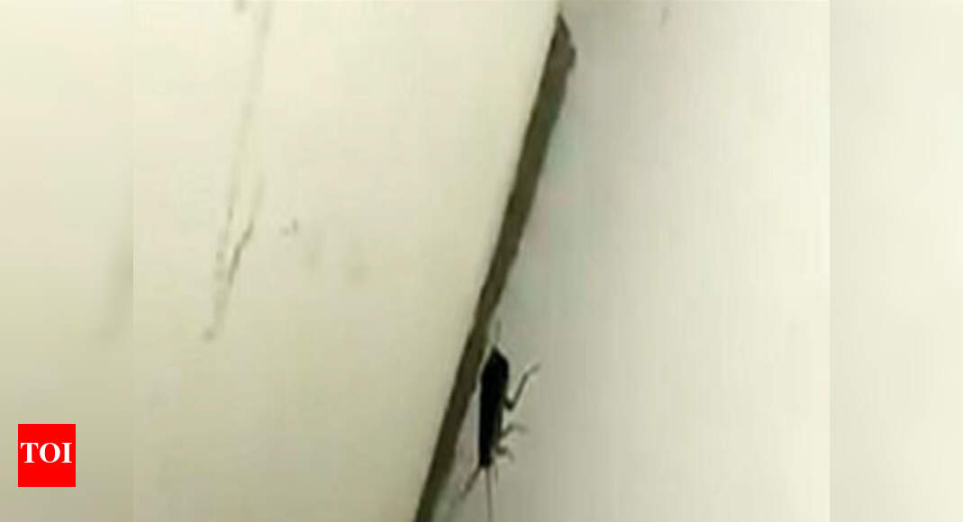 Roaches ride Lucknow Mail, viral video makes DRM act | Lucknow News ...