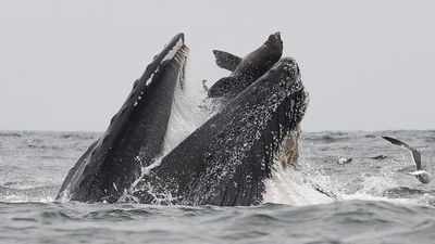 First-time-ever: Whale swallows sea-lion captured on camera