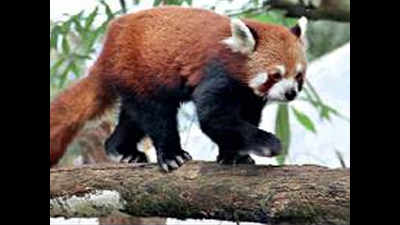 Two cubs take Darjeeling zoo red panda count to 23