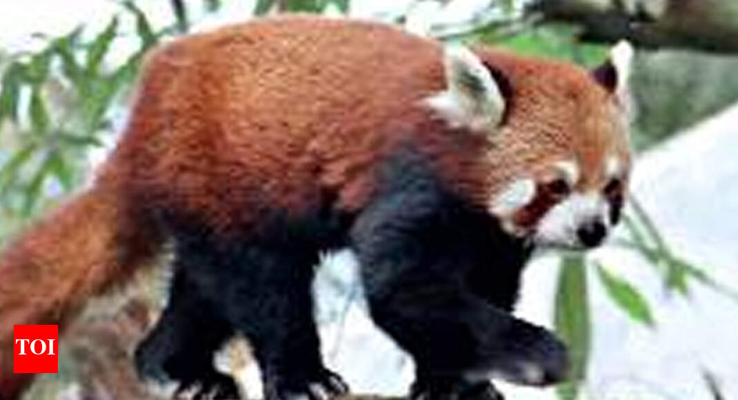 Two cubs take Darjeeling zoo red panda count to 23 | Kolkata News