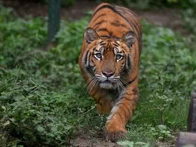 Study values country's 10 tiger reserves at Rs 5.96 lakh crore