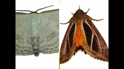 MARC, NGO conduct survey on nocturnal insects in Kannur