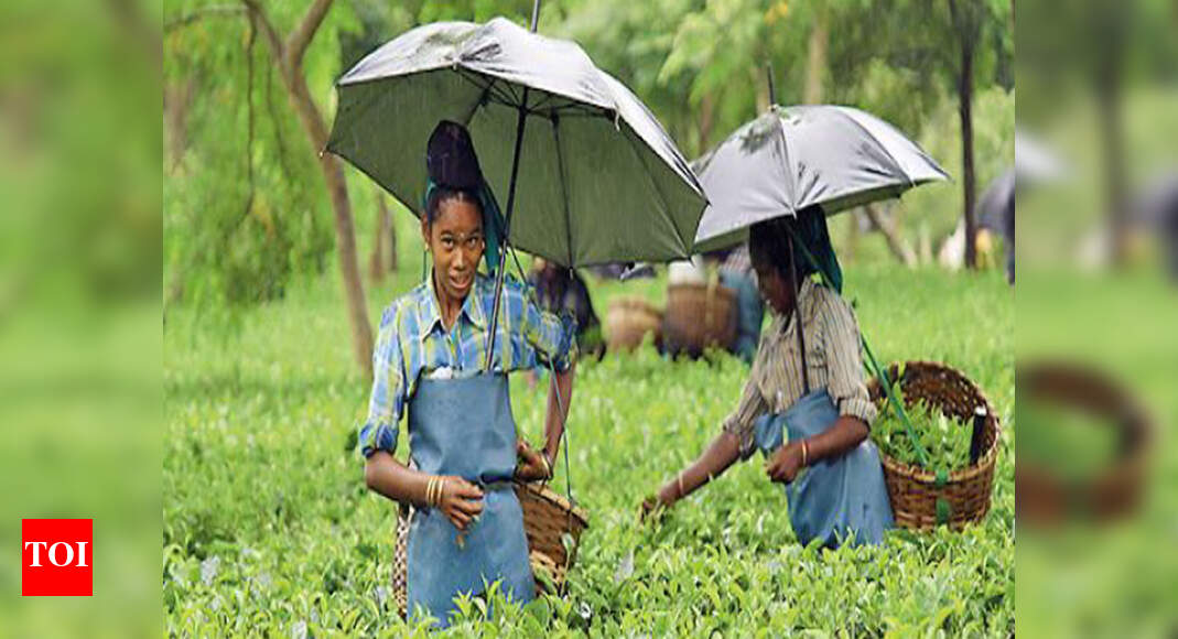 Assam tea producers eye tea waste export to boost revenue | Guwahati ...