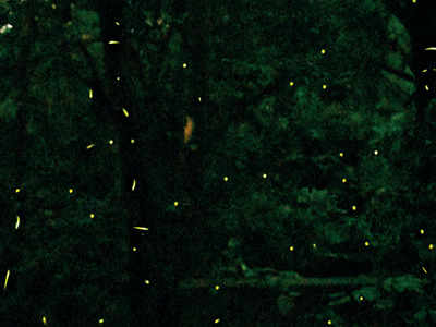 Secret firefly show in the heart of Delhi thrills nature lovers