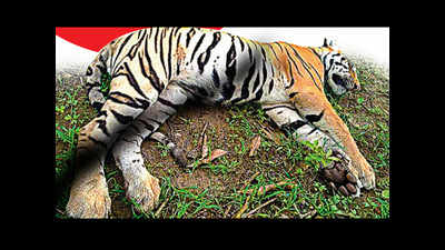 Lost tigers of UP: Over 6 years, 5 big cats have died of ‘unknown’ reasons