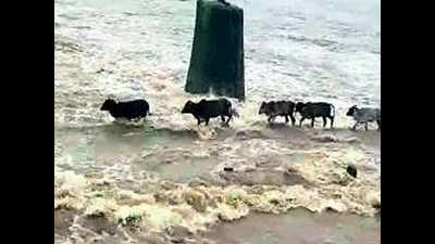 Two rivers in spate, all gates of Dhamni dam opened as Palghar records 240mm in 24 hours