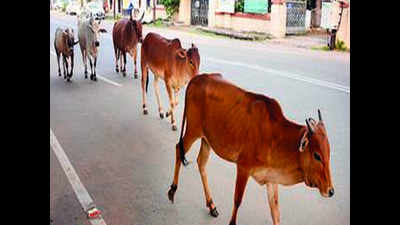 Lucknow: 2,000 cows still on loose even as toll climbs, LMC wobbles