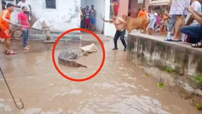 Vadodara rains: Crocodiles terror continues as more enter residential complex due to waterlogging