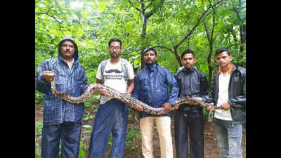 What's cooking: Indian rock python takes shelter on a kitchen table to escape heavy rains in Mumbai