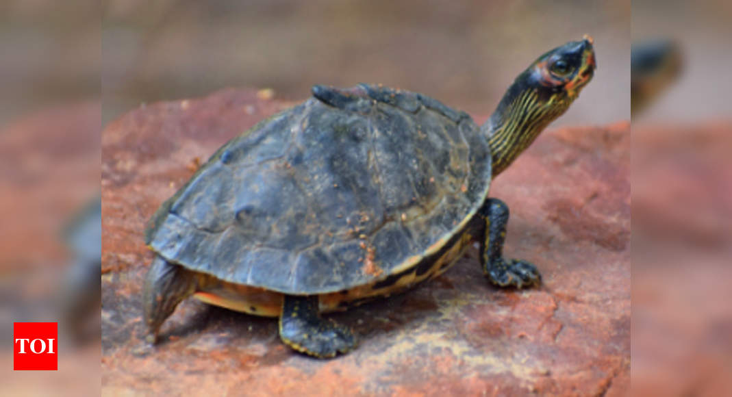 DU student spots two turtle species new to Delhi | Delhi News - Times ...