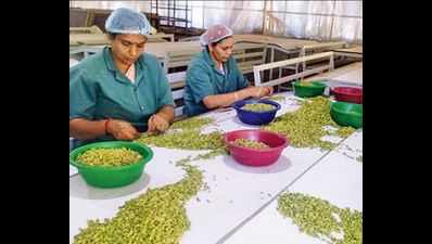 Kerala: Cardamom prices hit all-time high