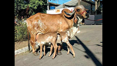 Saurashtra cattle breeders ask Brazil to stop ‘semen’ export