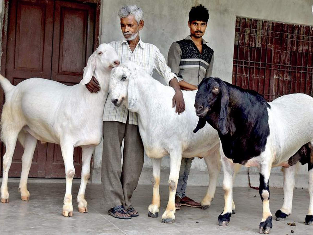 Rs 22 lakh exotic goats for Eid 