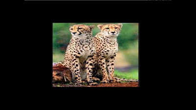 Cheetahs to run again in jungles of Madhya Pradesh