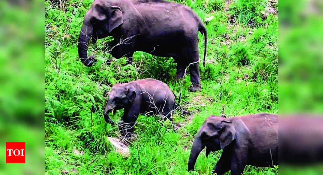Man-animal conflict rises in Kodai hills | Madurai News - Times of India