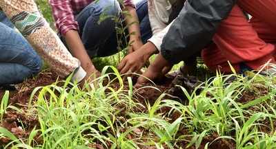 Mahanadi tree plantation drive receives good response