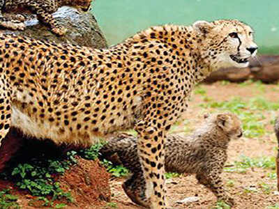 Did Gujarat lose the cheetah race? | Ahmedabad News - Times of India Did Gujarat lose the cheetah race? | Ahmedabad News - Times of India