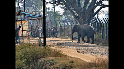 Jumbo rescue centre to come up in Ranchi