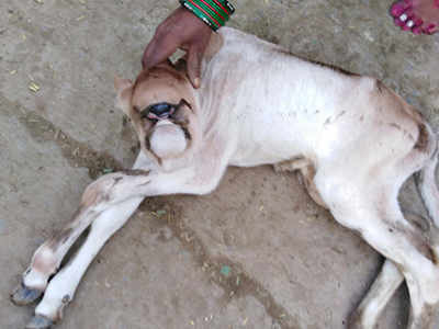 Calf with one eye & no nose in Lakhimpur Kheri attracts crowds | Bareilly News - Times of India