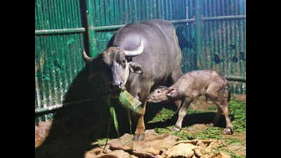Chhattisgarh: Endangered Wild buffalo 'Khushi' gives birth to male calf