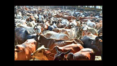 Chandigarh civic body no to cow fee notification, says will not be binding on all