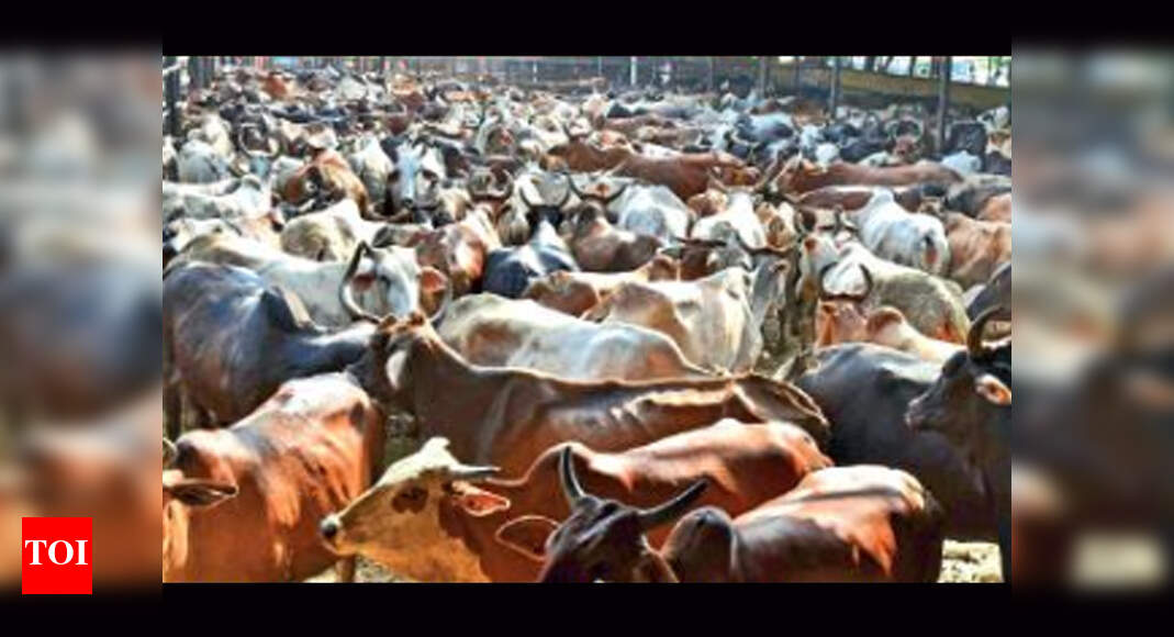 Chandigarh civic body no to cow fee notification, says will not be ...