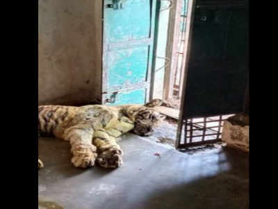 MP: Injured tigress dies during treatment in Bandhavgarh reserve
