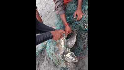 Sea turtles trapped in ghost net rescued