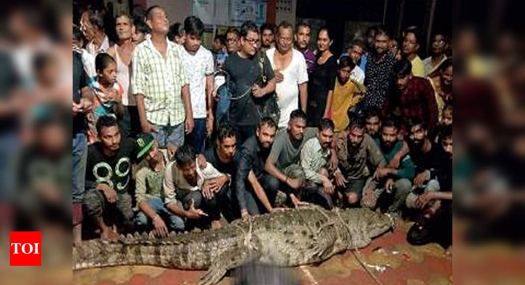 11 Foot Long Crocodile Rescued In Itola Village Two More Spotted Vadodara News Times Of India 9022