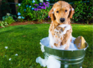 Know the ingredients you need to avoid in your dog’s grooming products