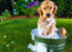 Know the ingredients you need to avoid in your dog’s grooming products