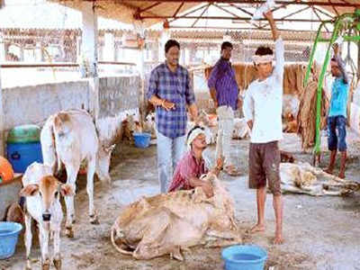 100 cows die of suspected toxicity at Andhra Pradesh shelter ...