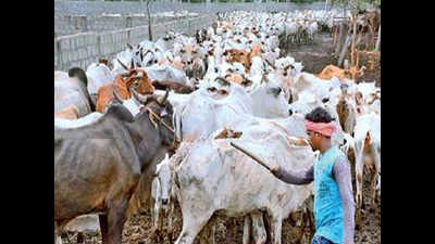 Kottur Tadepalli Gaushala is overcrowded, say animal husbandry officials
