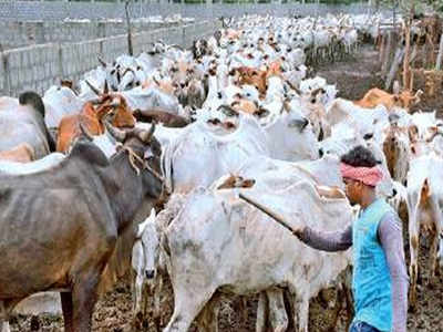 Kottur Tadepalli Gaushala is overcrowded, say animal husbandry officials |  Vijayawada News - Times of India