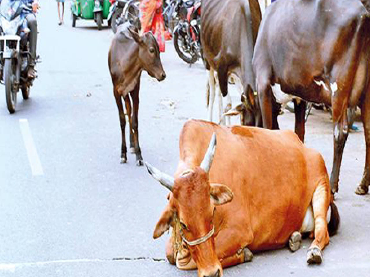 VMC to get tough on stray cattle menace | Vijayawada News - Times of India