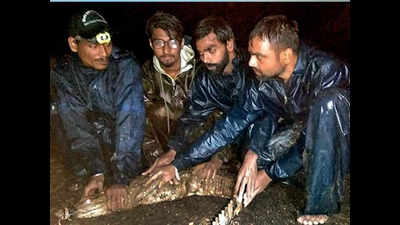 Crocodile rescued in Navlakhi compound