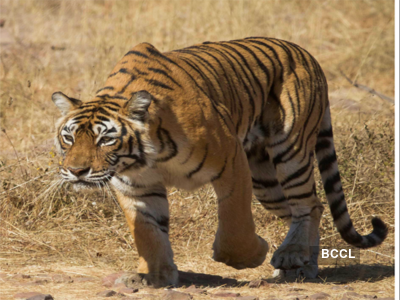 A film on Ranthambore tiger queen wins National Award for Best Environment film | Hindi Movie News - Times of India A film on Ranthambore tiger queen wins National Award for Best Environment film | Hindi Movie News - Times of India