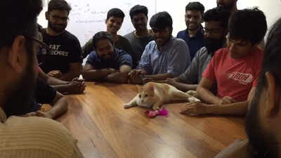 Paw power at work: These pets get teamwork done | Chennai News - Times of  India
