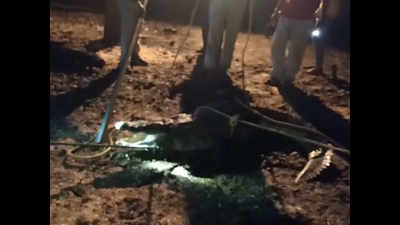 Crocodile rescued from Mandsaur village in Madhya Pradesh