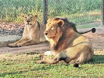 Mohali: Chhatbir to get pair of Asiatic lions, white tigers ...