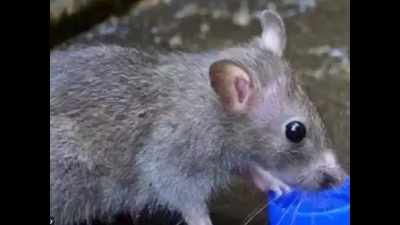 Experts warn of rat fever outbreak