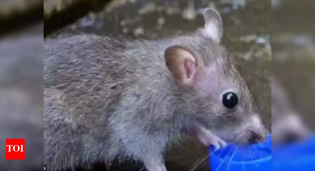 Experts Warn Of Rat Fever Outbreak Thiruvananthapuram News Times Of India