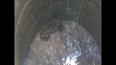 Madhya Pradesh: Mother tigress keeps guarding as cub falls into dry well, rescue on
