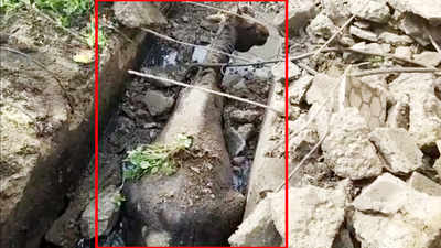 On cam: Horse rescued from a drain in Maharashtra's Palghar