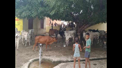 UP's villagers lock 200 stray cattle on school premises while classes were on