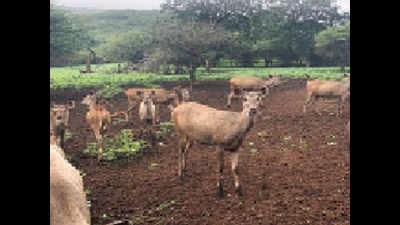 160 deer to be released in Barda as prey for lions