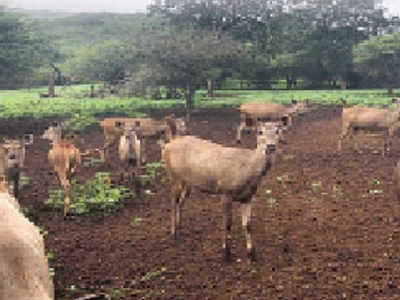 160 deer to be released in Barda as prey for lions | Rajkot News ...