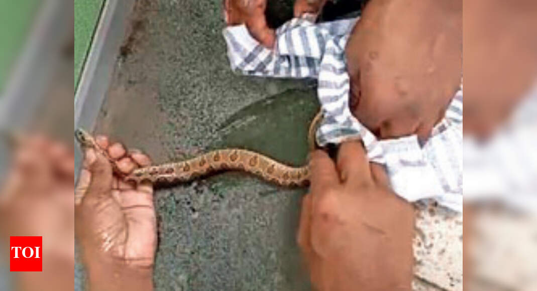 Mumbai: Snake stuck in glue trap for rats | Mumbai News - Times of India