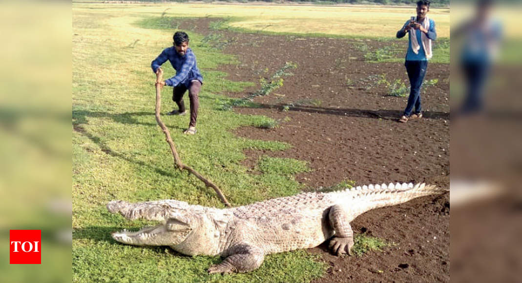 People in north Karnataka's Krishna belt now fear crocodiles and snakes ...