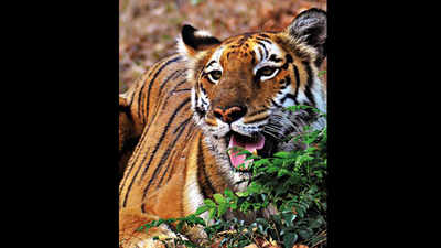 Poaching behind poor tiger count in Dampa reserve: Report